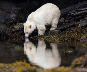 Goosebumps n Gratitude